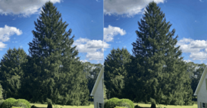 The New Rockefeller Tree Has Been Picked and This Time, It’s Not From New York