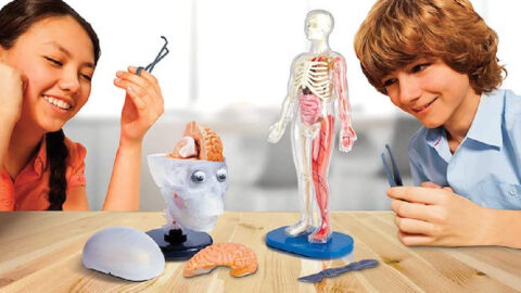 This Squishy Anatomy Toy Is The Perfect Gift For Your Little Science Lover This Christmas