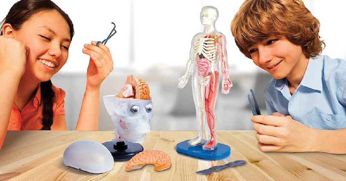 This Squishy Anatomy Toy Is The Perfect Gift For Your Little Science Lover This Christmas