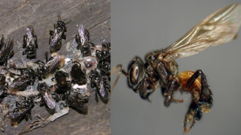 ‘Vulture Bees’ That Feed On Flesh Exist And This Feels Like The Beginning Of A Horror Movie