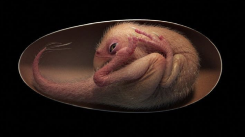 A Dinosaur Embryo Has Been Found Inside of a Fossilized Egg and It’s Name Is Baby Yingliang