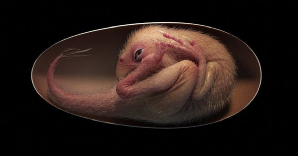 A Dinosaur Embryo Has Been Found Inside of a Fossilized Egg and It’s Name Is Baby Yingliang
