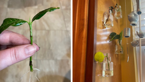 This Dollar Store Hack For Making A DIY Plant Propagation Station Is Pure Genius