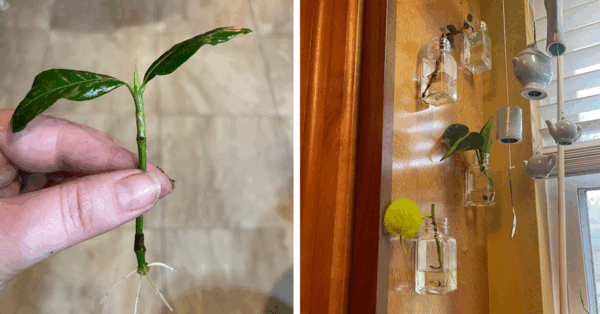This Dollar Store Hack For Making A DIY Plant Propagation Station Is Pure Genius