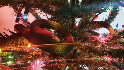 This Family Found A Deadly Venomous Snake In Their Christmas Tree and I’m Shook