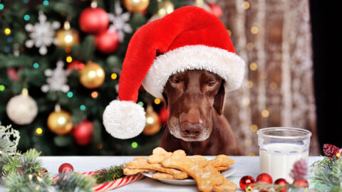 Here’s a List of Foods Your Dogs Cannot Eat on Christmas Day