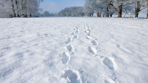 All I Want for Christmas Is a Sheet of Snow on the Ground