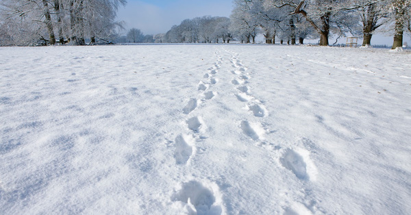 All I Want for Christmas Is a Sheet of Snow on the Ground