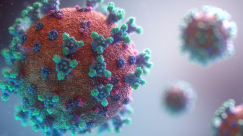 Research Is Suggesting The Coronavirus Can Linger In Body Organs For Months
