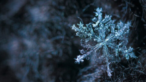 People Are Just Finding Out That Snowflakes Look Exactly How You Think and They Are Losing Their Minds
