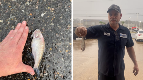 It Was Raining Fish In Texas and It’s One of The Craziest Things Ever