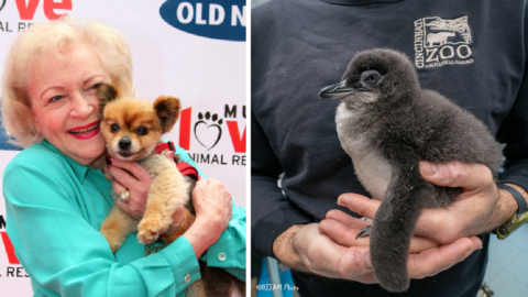 A Little Blue Penguin Has Been Named After Betty White’s ‘Golden Girls’ Character And It’s So Adorable