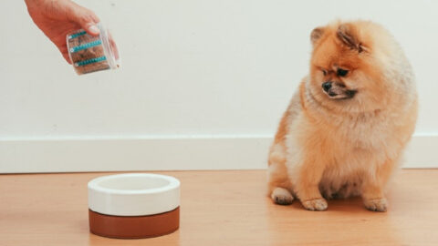 Here’s Why You Should Never Use Plastic Bowls To Feed Your Dogs