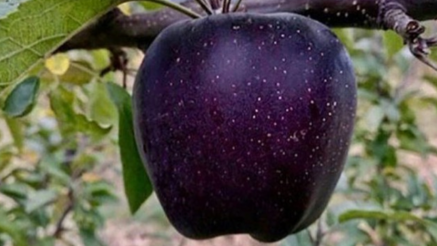 Black Apples Exist and Apparently They Taste Sweeter Than Honey
