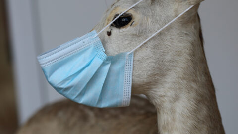 Scientists Say Humans Are Spreading Covid To Deer and That It Is “Very Unsettling”