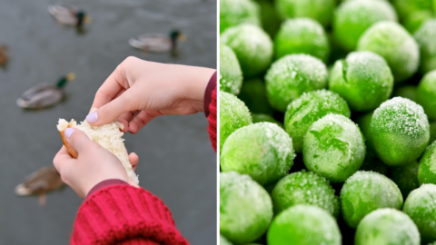 You Should Feed Ducks Frozen Pees Instead of Bread. Here’s Why.