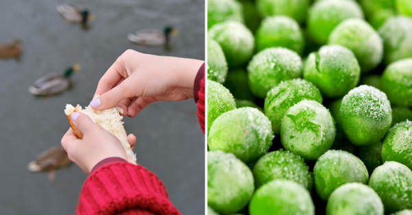 You Should Feed Ducks Frozen Pees Instead of Bread. Here’s Why.