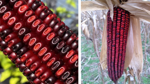People Saved This ‘Jimmy Red’ Corn From Extinction And Now It’s Used To Make Crazy Good Food And Whiskey