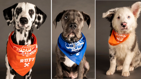 Meet The Special Needs Dogs Of Puppy Bowl XVIII. Spoiler Alert – They Are Adorable!