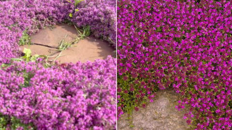 Move Over Green Grass, Pink Lawns Are The Hot New Trend That Requires Zero Maintenance
