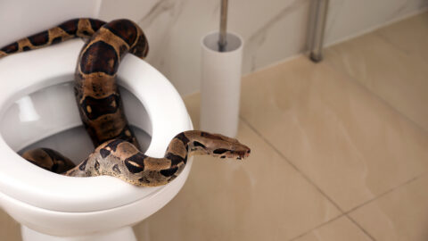 4 Creatures Can Crawl In Through Your Toilet. Here’s How To Deter Them.