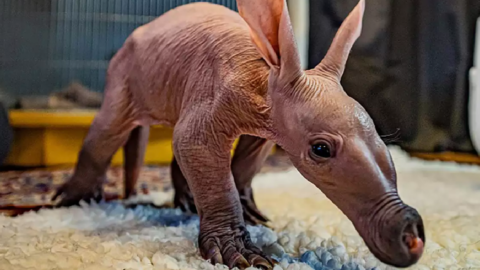 This Adorable Baby Aardvark Was Named After The Harry Potter Character Dobby and I Can Totally See Why