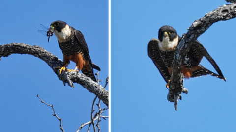A Bat Falcon Is Spotted In The United States For The First Time Ever