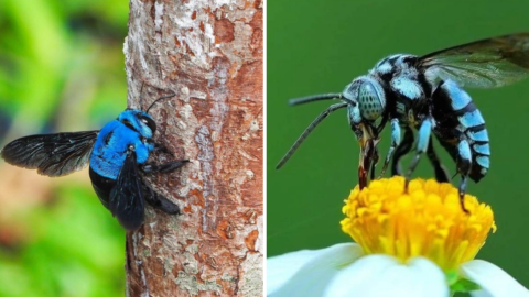 Yes, Blue Bees Are Real and You Can Protect Them With Bee Friendly Gardens