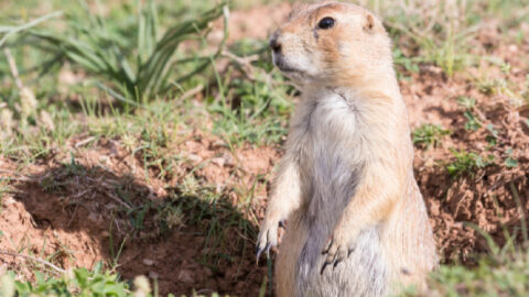The Groundhog That Predicts If Spring Is Coming Early Has Just Died