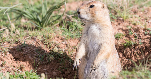 The Groundhog That Predicts If Spring Is Coming Early Has Just Died