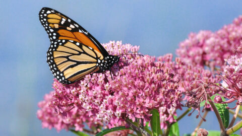 You Can Get Free Butterfly Garden Seeds To Help Save The Butterflies. Here’s How.