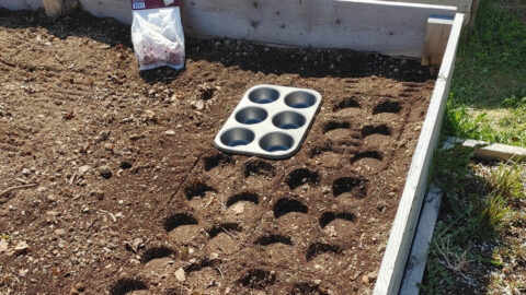 People Are Using Muffin Tins to Help Plant Vegetables in the Garden