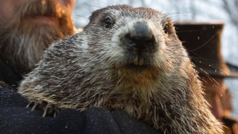 Did Punxsutawney Phil Predict A Longer Winter or An Early Spring?