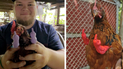 You Can Get Middle Finger Muscle Arms for Your Chickens That Have Attitude