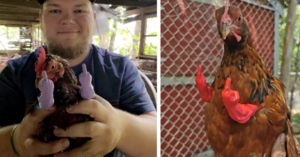 You Can Get Middle Finger Muscle Arms for Your Chickens That Have Attitude