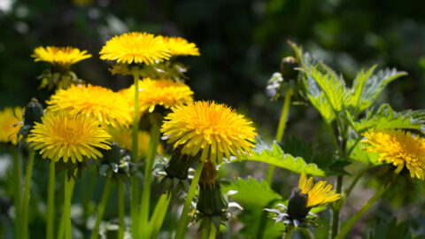 Here’s Why You’ll Want to Think Twice Before Throwing Away Your Weeds