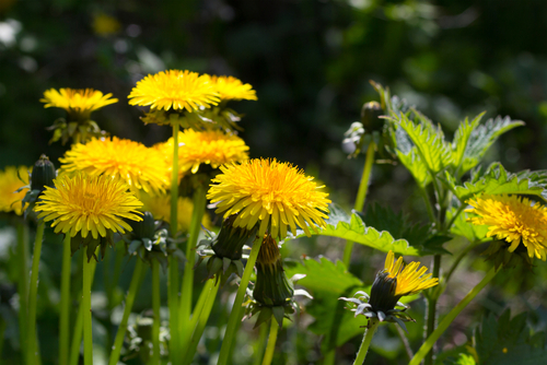 Here’s Why You’ll Want to Think Twice Before Throwing Away Your Weeds