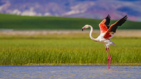 A Flamingo That Went Missing From A Zoo In 2005 Has Been Spotted In Texas!