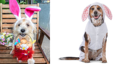 You Can Get A Free Easter Photo Of Your Pets And Kids With The Easter Bunny At PetSmart