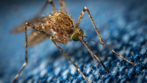 Genetically Modified Mosquitoes To Be Released Once Again and It Is Terrifying
