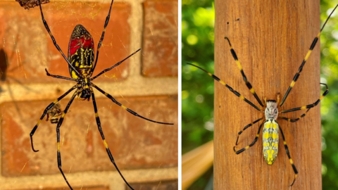 Scientists Say The Giant Japanese Joro Spider Is Spreading Across The U.S.