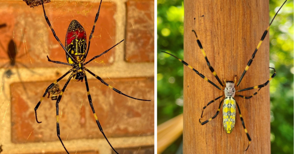 Scientists Say The Giant Japanese Joro Spider Is Spreading Across The U.S.