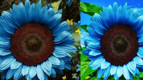 You Can Plant Midnight Oil Blue Sunflowers And I Need Them In My Yard