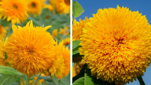 Teddy Bear Dwarf Sunflowers Exist And They Look Like Fluffy Balls Of Sunshine