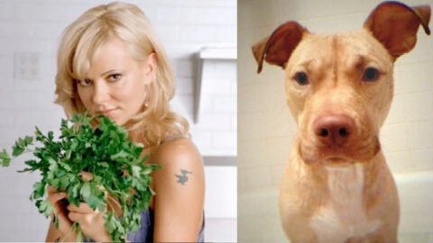 Netflix’s New Series Is About A Vegan Restaurant Owner Tricked Into Believing Her Dog Could Become Immortal