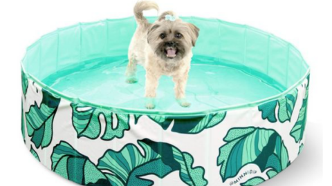 Target Releases Dog Pools That are Perfect For Pool Paw-ties