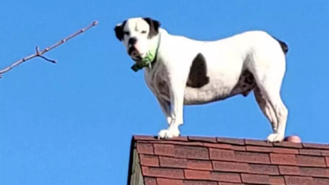 Firefighters Rush To Help A Dog Trapped On A Roof Only To Find It’s A False Alarm