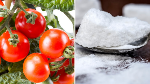 Here’s How You Can Use Epsom Salt To Make Your Homegrown Tomatoes Sweeter