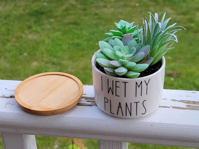 These Succulent Pots Have Funny Sayings On Them And They Are Here to Make  Your Day