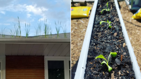 Gutter Gardening Is the New Gardening Trend and It Is Pure Genius